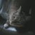 Robyn Faria's profile image