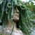Deb Dwyer's profile image