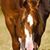 Juan Antonio Flores's profile image