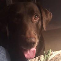 Lori Alarcon's profile image
