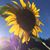 Abbie James's profile image