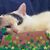 Deborah Lynn Bielski's profile image