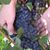 Stephanie Trezzi's profile image