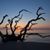 Donna Williams Howard's profile image