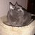 Irene Charek Mako's profile image