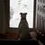 Danielle DeFazio Kitchenman's profile image