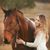 Samantha Thorning's profile image