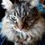 Lynette Opal Farrand's profile image