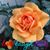 Selma Simon's profile image