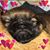 Bev Thomas's profile image