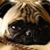 Haleh Sharafi's profile image