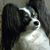 Danni Peterson's profile image