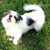 Vicky Jo Schisler's profile image