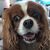 Cindi Bella George Bair's profile image