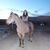 Annabelle Hutchison's profile image