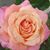 Jeanne Sovienski's profile image