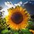 Vicki Creel's profile image