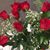 Tonya Yarbrough-Masters's profile image