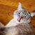 David Arlint's profile image