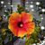 Frieda Osterhout's profile image