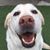 Andrea Caruso's profile image