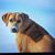 David Seeger's profile image