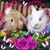 Carol Schildgen-Rezmer's profile image