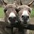Christine Engel's profile image