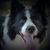 Carol Duncan's profile image