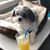 Melissa Schluentz's profile image