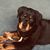 Dawn Ducat-Valora's profile image