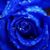 Marie Blake's profile image