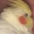 Renee Grim's profile image