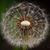 Kathleen Westley-Ringer's profile image