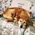 Elizabeth Coutu's profile image