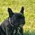 Shockey Wagyu Cattle's profile image