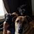 Gina del Castillo's profile image