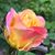 Susan Estill's profile image