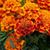 Ruth Everhart Gresham's profile image