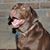 Wade Wilcox's profile image