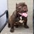 Rojas Bullyz's profile image