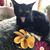 Afsi Mozaffarian's profile image