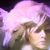 Jean Baron's profile image