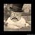 Jason Sharrock's profile image