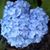 Laurie Irish Nichols's profile image