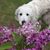 Stephani L Karges's profile image