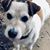 Lizanne Belinger Hayes's profile image