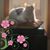 Robin E. Simms-Sabourin's profile image