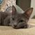 Kelly Clark's profile image