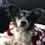 Teresa Dichesare's profile image